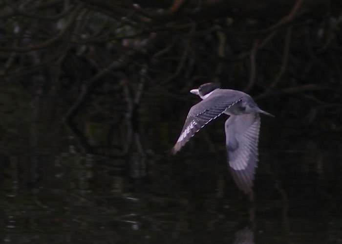 Belted Kingfisher