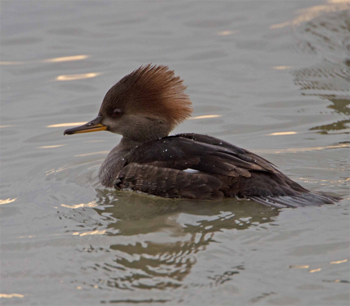 Hooded Merganser