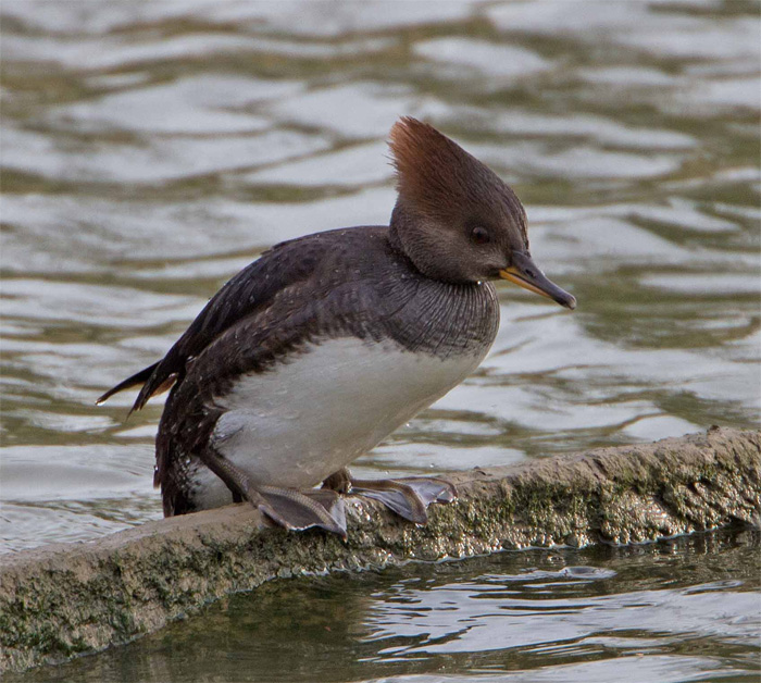 Hooded Merganser