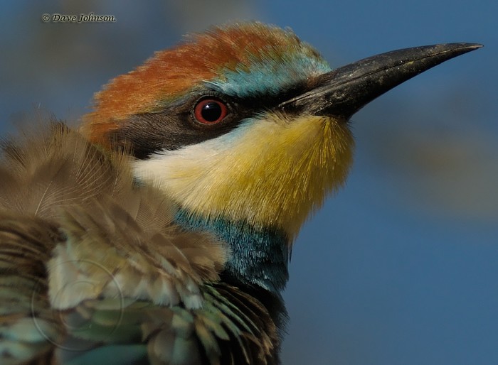 Bee-eater