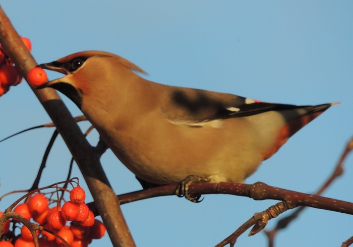Waxwing