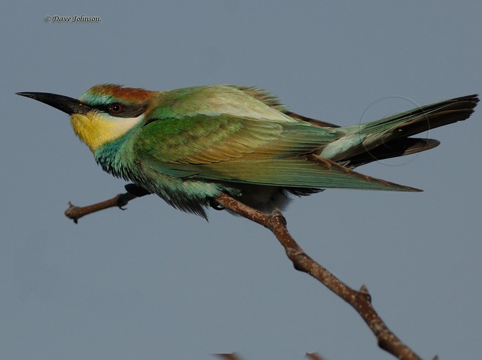 Bee-eater