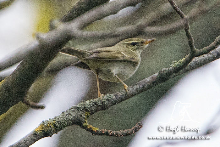Arctic Warbler