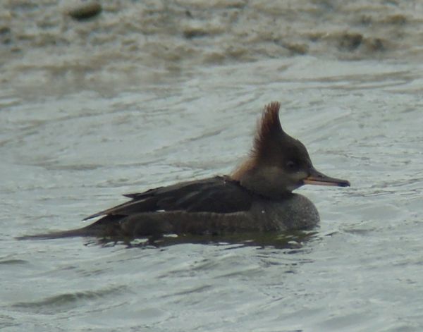 Hooded Merganser
