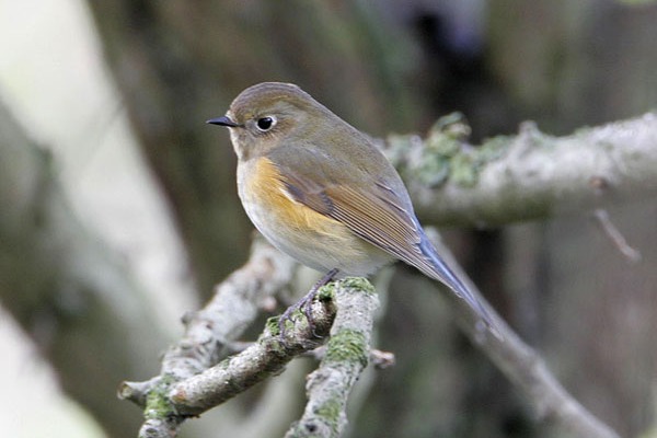 Red-flanked Bluetail