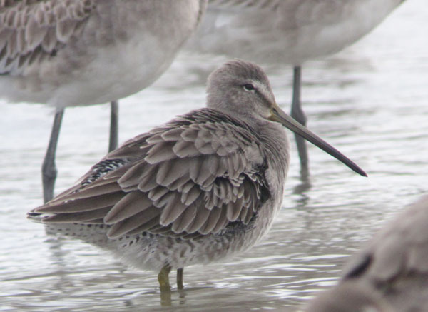 Long-billed Dowitcher