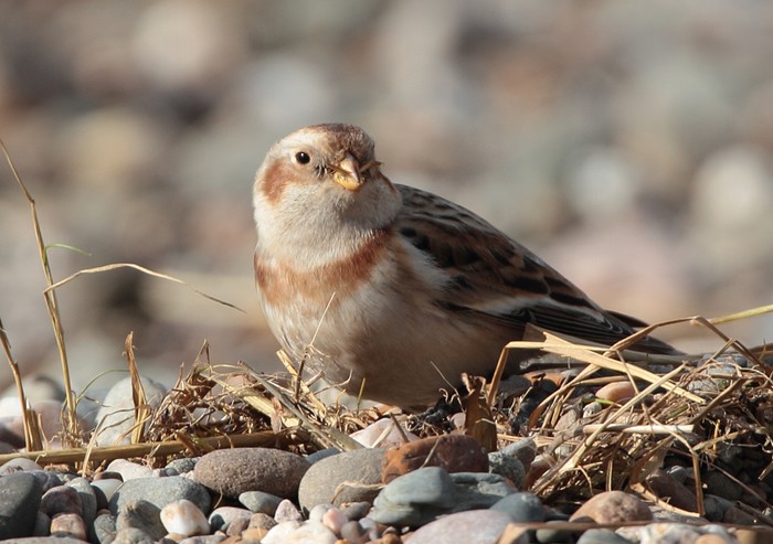 Snow Bunting