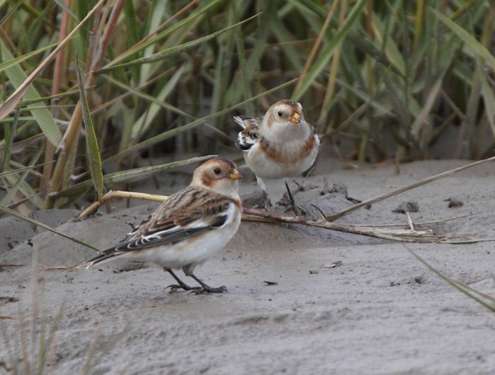 Snow Bunting