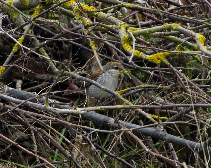 Red-backed Shrike