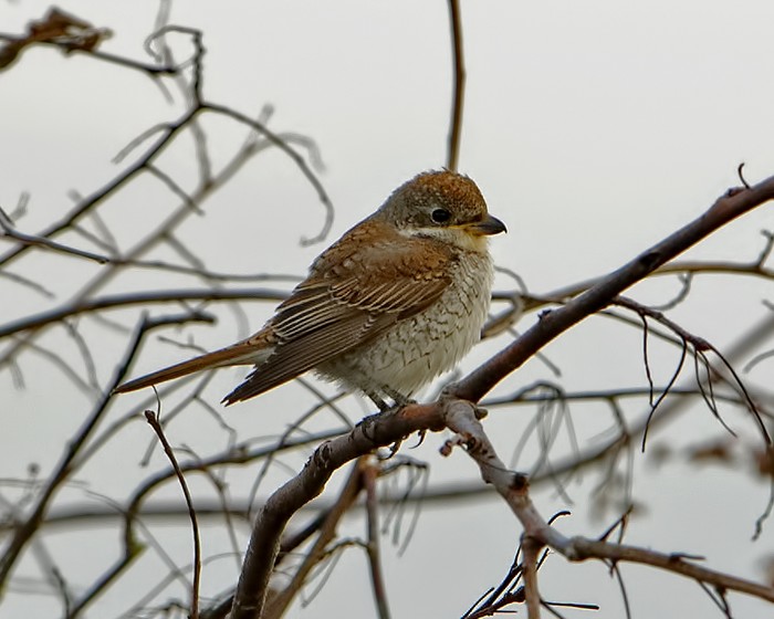 Red-backed Shrike