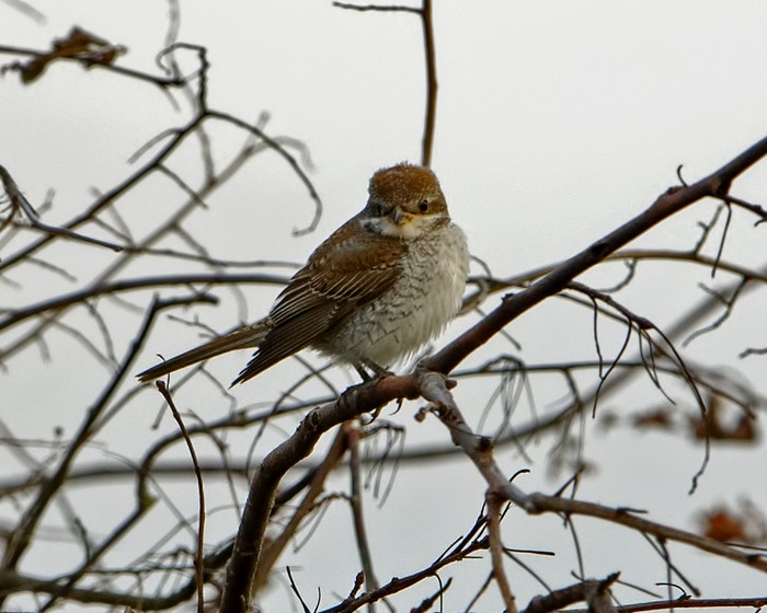 Red-backed Shrike