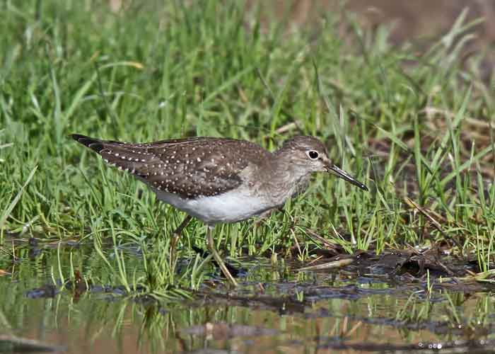 Solitary Sandpiper