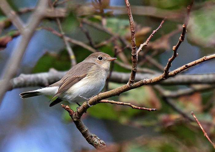 Red-breasted Flycatcher