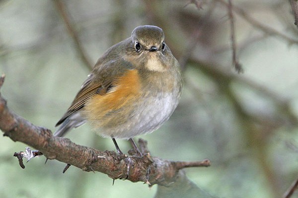 Red-flanked Bluetail