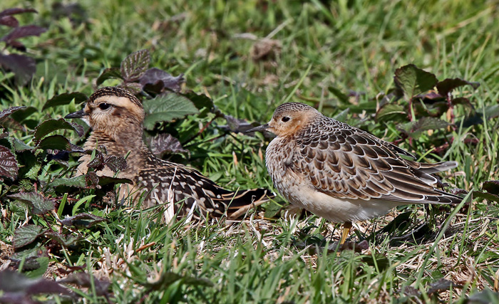 Buff-breasted Sandpiper