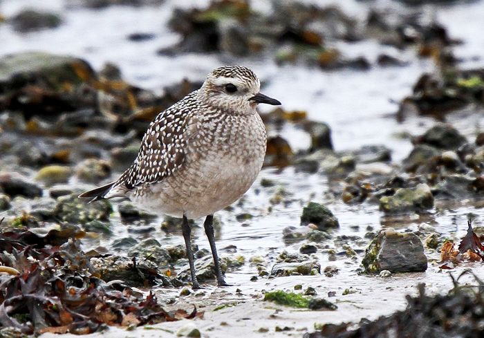 American Golden Plover