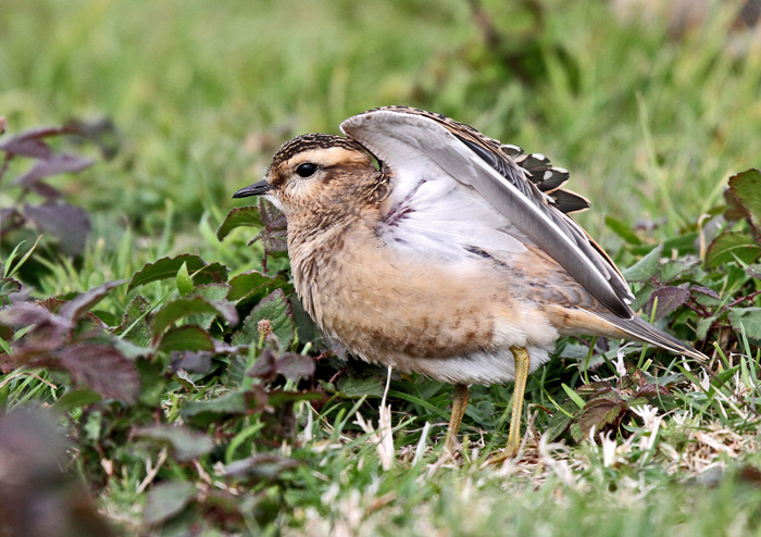 Dotterel