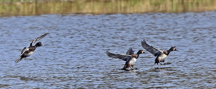 Ring-necked Duck
