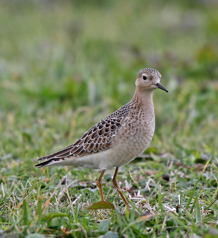 Buff-breasted Sandpiper