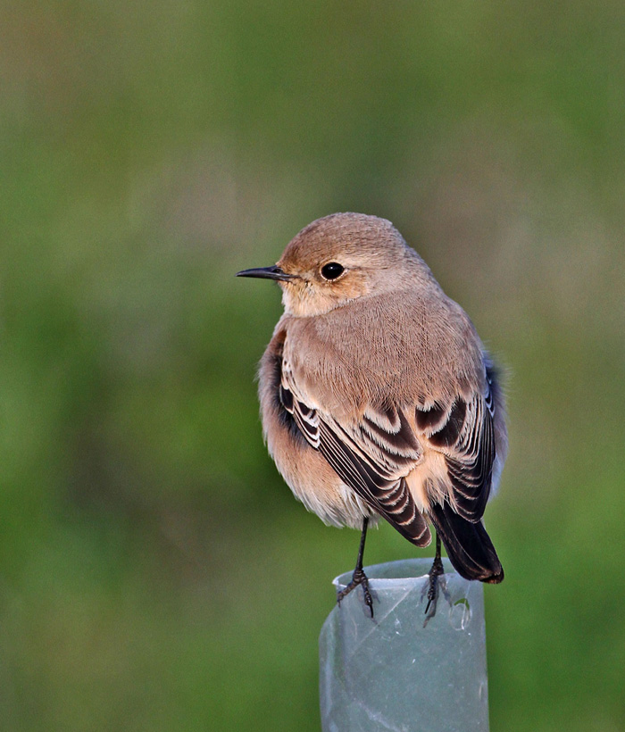 Desert Wheatear