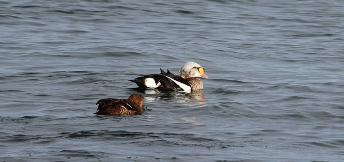 King Eider