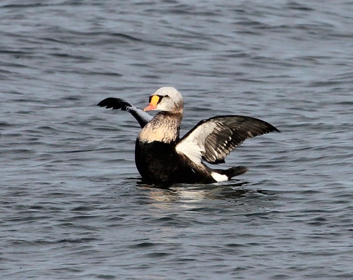 King Eider