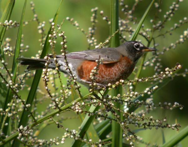 American Robin