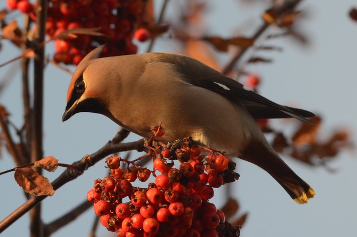 Waxwing