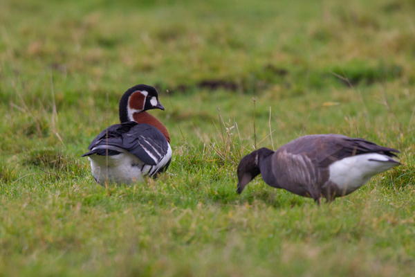 Red-breasted Goose