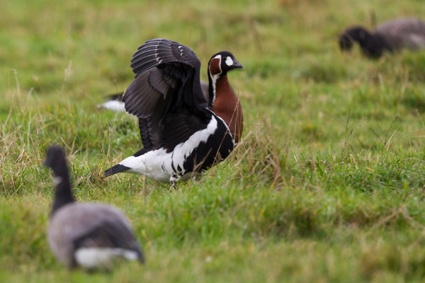 Red-breasted Goose