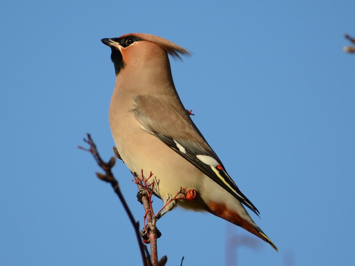 Waxwing