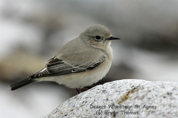 Desert Wheatear