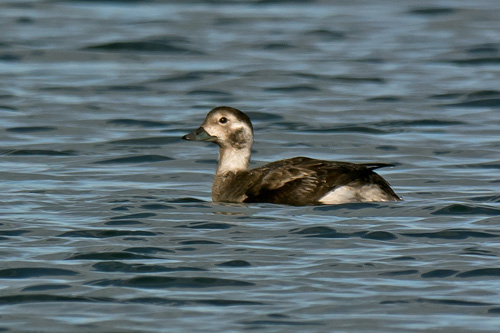 Long-tailed Duck