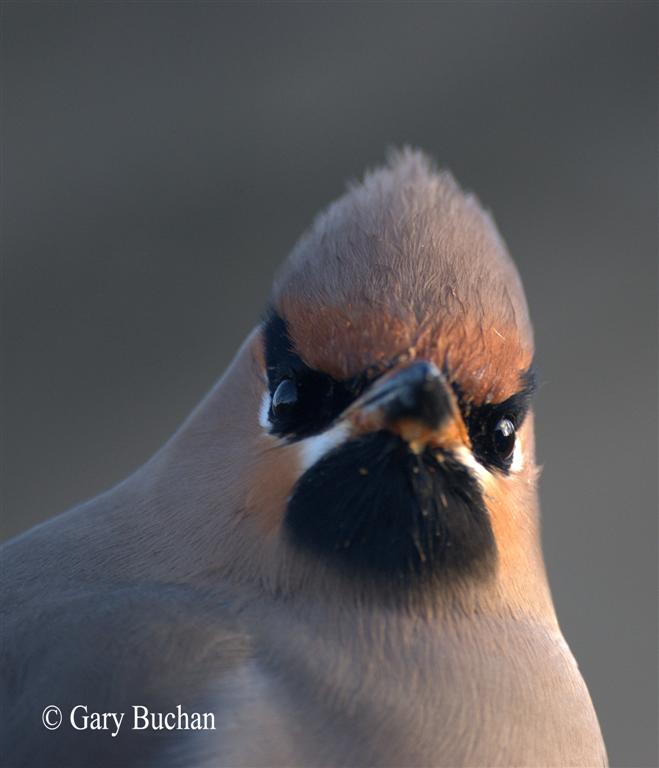 Waxwing