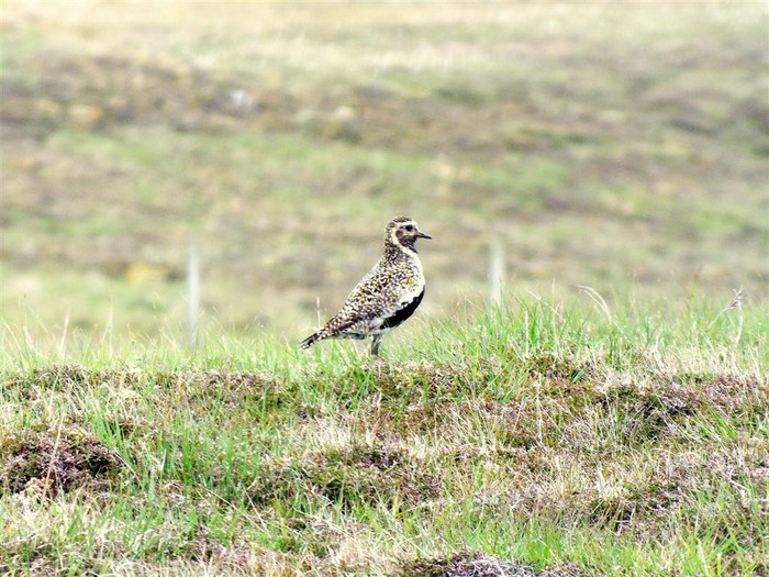 Golden Plover