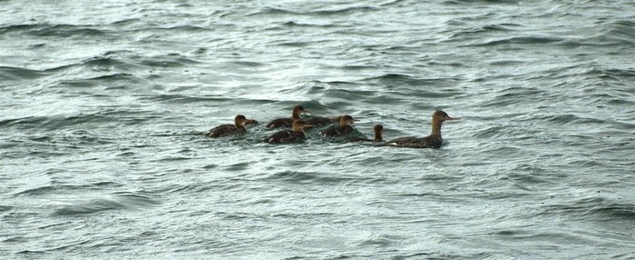 Red-breasted Merganser