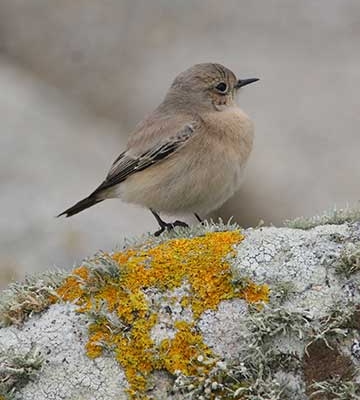 Desert Wheatear