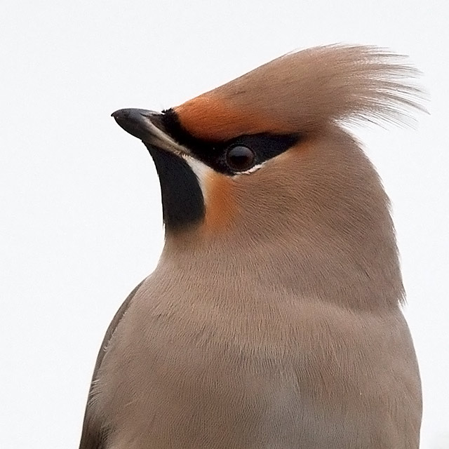 Waxwing