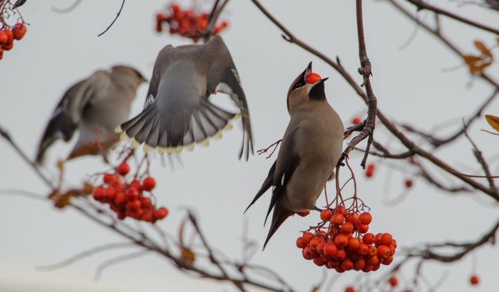 Waxwing