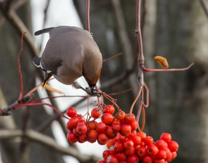 Waxwing