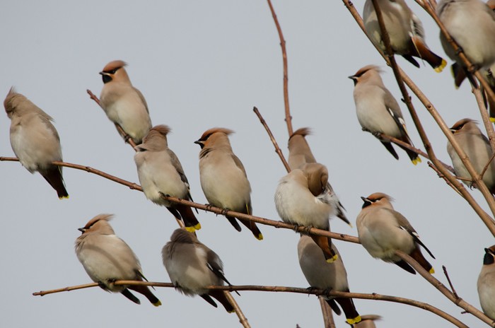 Waxwing