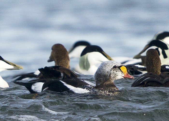 King Eider
