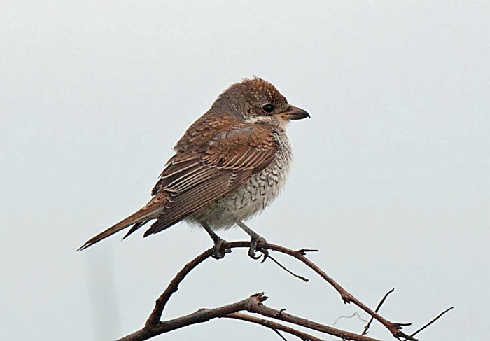 Red-backed Shrike
