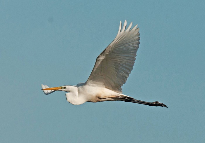 Great White Egret