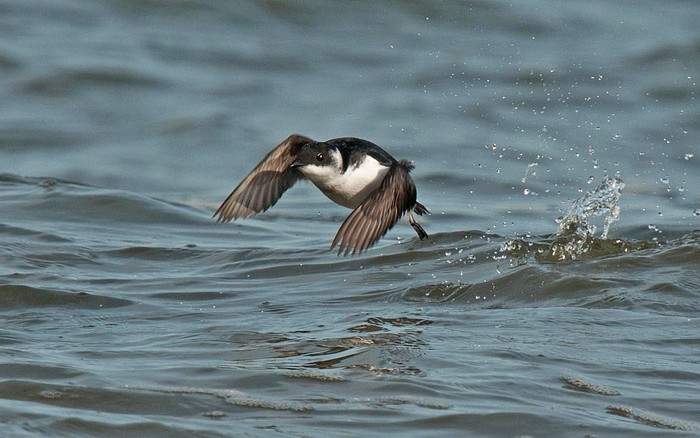 Little Auk