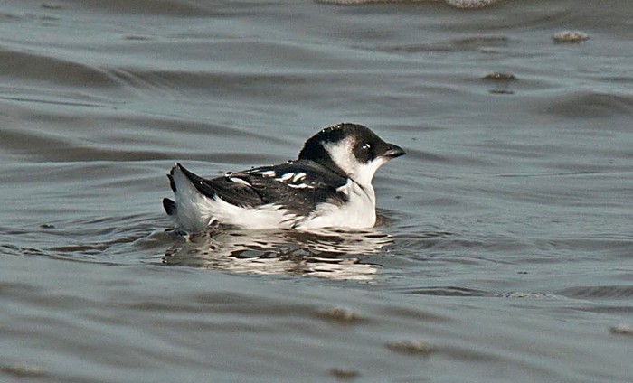 Little Auk