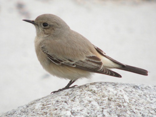 Desert Wheatear