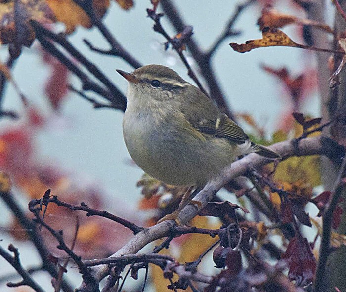 Yellow-browed Warbler