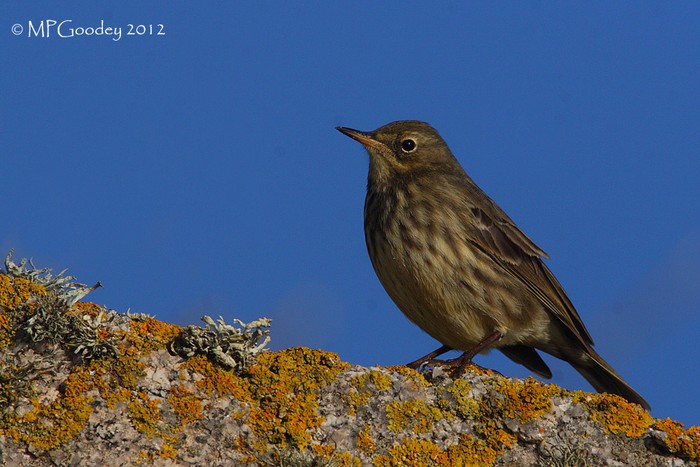 Rock Pipit