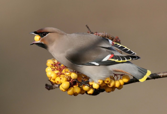 Waxwing